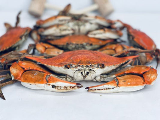 Steamed Colossal Male Hard Crabs