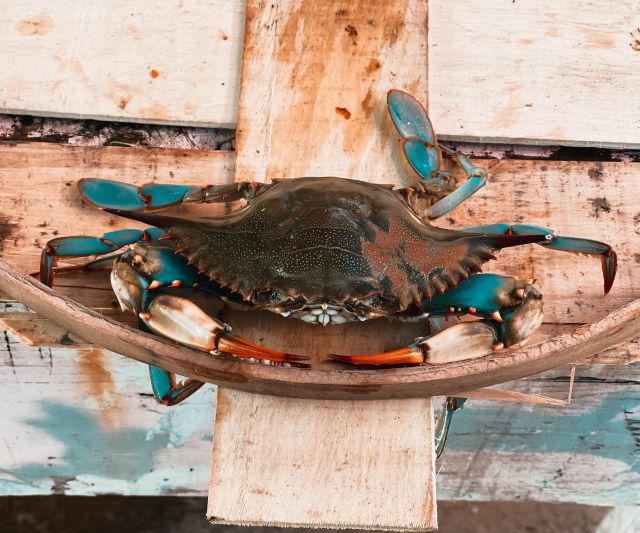 Medium Female Live Blue Crab