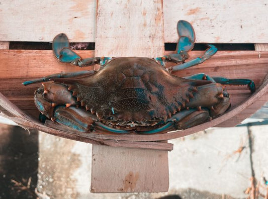 Large Male Live Blue Crabs