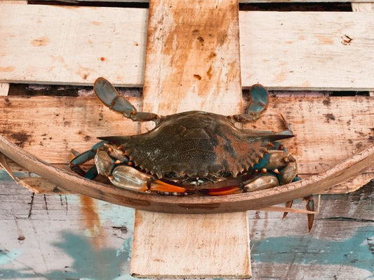 Standard Female Live Blue Crabs