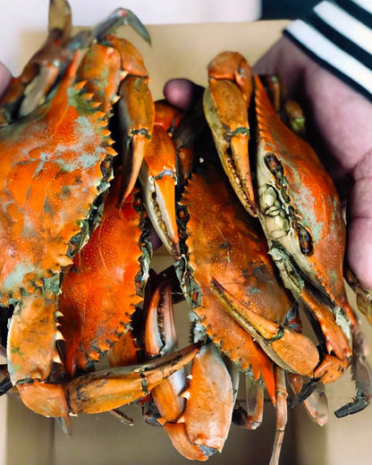 Standard Male Live Blue Crabs