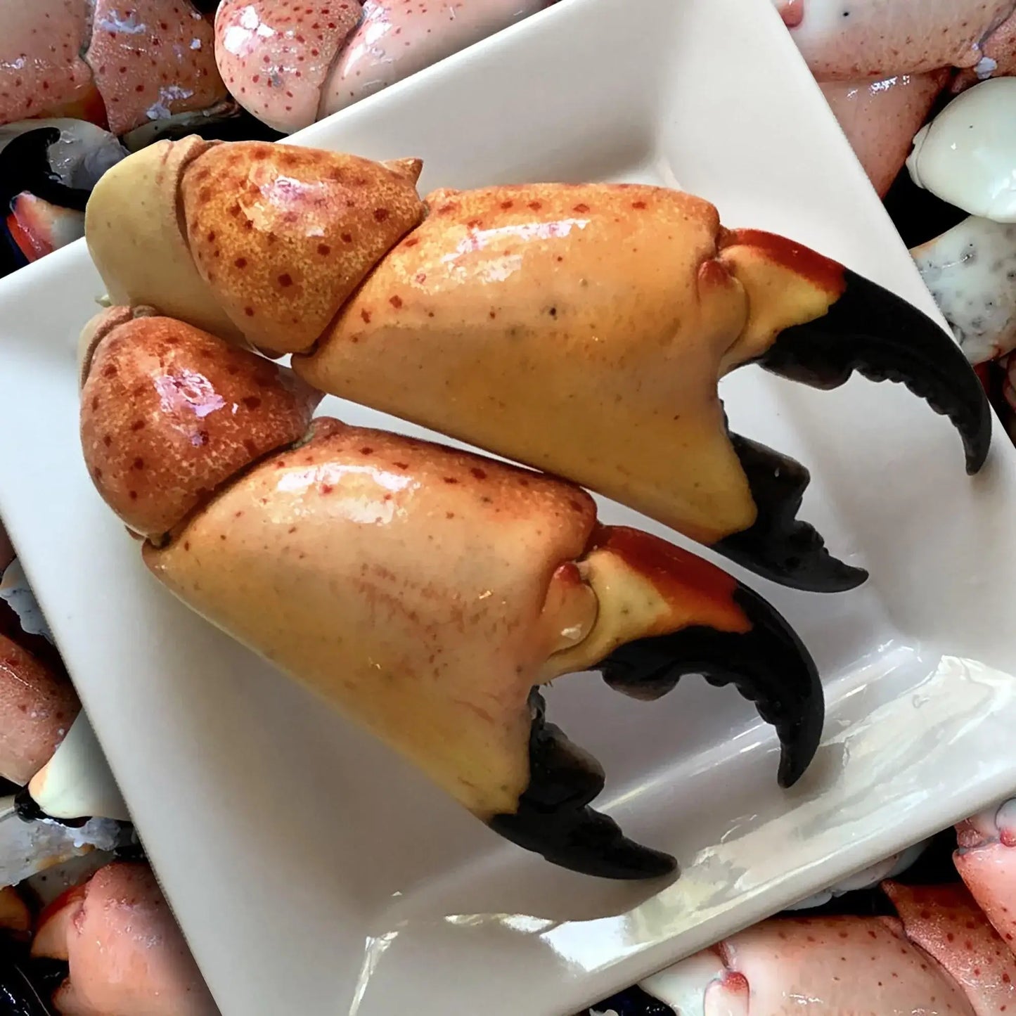 Large Stone Crab Claws