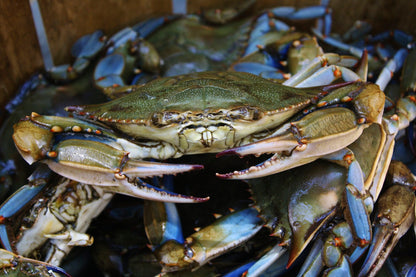 Large Male Live Blue Crabs