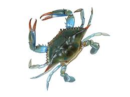 Medium Female Live Blue Crab